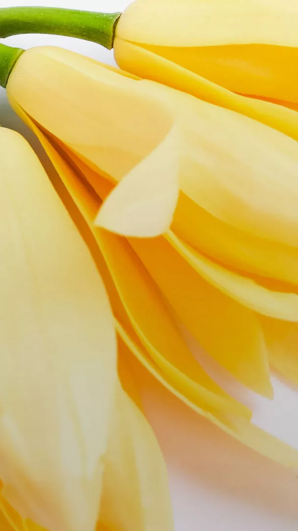 Ylang Ylang Organic essential oil