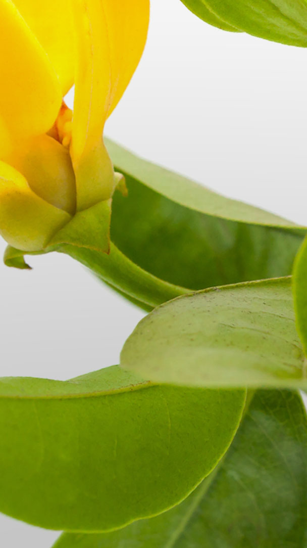 Organic Ylang Ylang from Madagascar